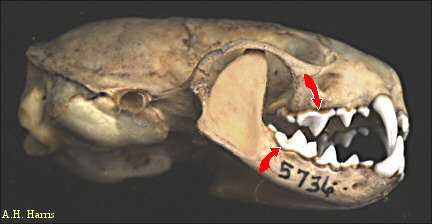 Weasel skull labeling the carnassials