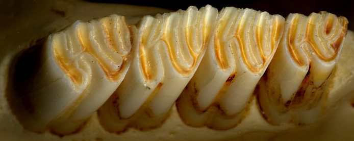 Left upper cheek teeth of Castor canadensis; anterior to left.