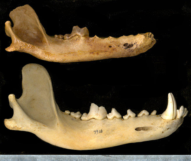Right dentaries of fossil and modern Canis lupus
