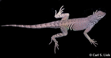 Carl S. Lieb photo: Cophosaurus texanus