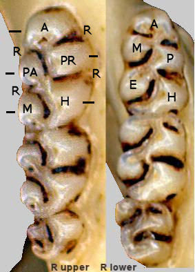 Cusps of upper and lower cricetid molars