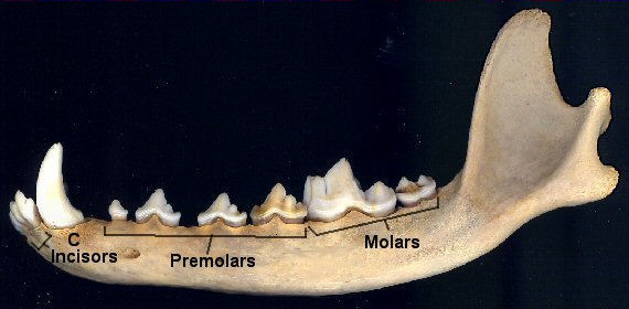 Lower jaw of a dog showing labeled dentition
