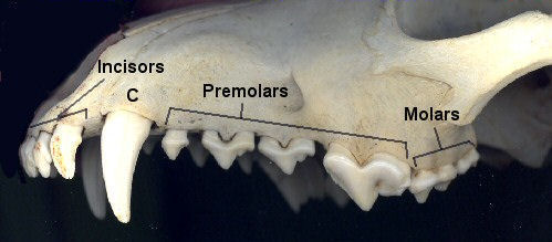 Skull of dog showing labeled dentition