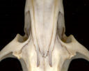 Dorsal view of infraorbital notch of Neotoma