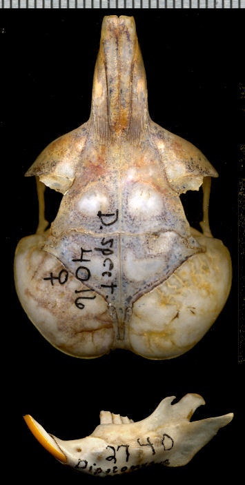 Dorsal view of Dipodomys spectabilis skull and lateral view of left dentary.