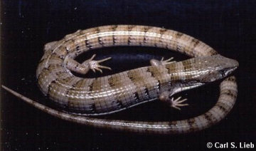 Madrean Alligator Lizard, Elgaria kingii. Photograph by Carl S Lieb