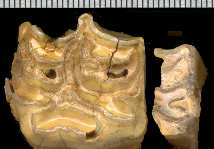 Occlusal views of upper cheekteeth of Equus conversidens and Equus francisci