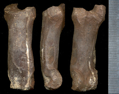 Three views of an unidentified large carnivore phalanx