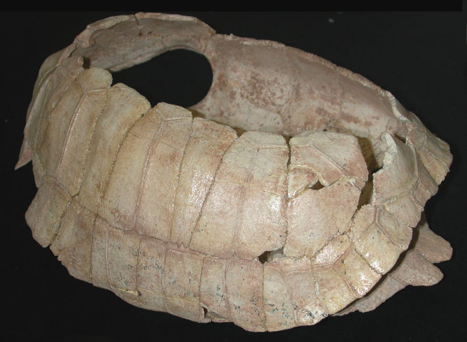 Fossil Gopherus morafkai from the Room of the Vanishing Floor, Dry Cave