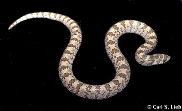 Gyalopion canum. Photograph by Carl S. Lieb.