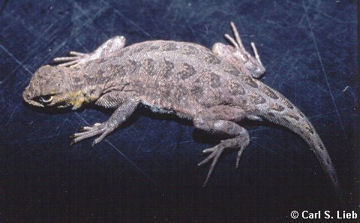 Holbrookia maculata. Photo by Carl S. Lieb.