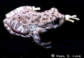 Carl S. Lieb photo: Hyla arenicolor