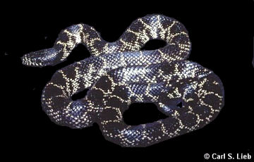 Lampropeltis getula. Photograph by Carl S. Lieb.