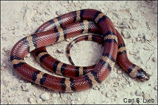 Lampropeltis triangulum. Photograph by Carl S. Lieb.