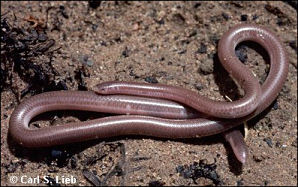 Leptotyphlops humilis, photograph by Carl S Lieb