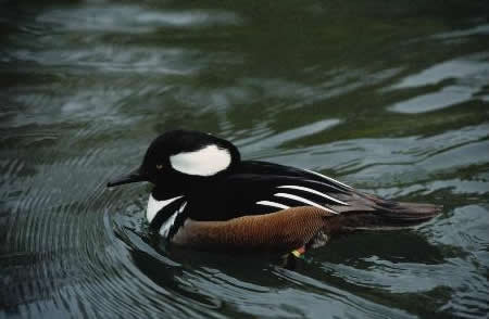 Hooded Merganser, USFWS photograph by Jim Rorabaugh