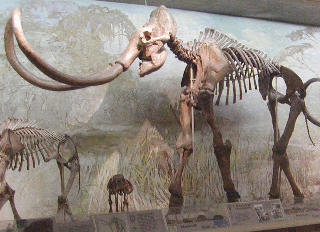 Mounted skeleton of Mammuthus columbi, photo by N. Lindsley-Griffin