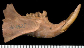 Right dentary of Marmota flaviventris from Isleta Cave No. 2