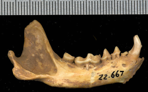 Right dentary of fossil Mephitis mephitis