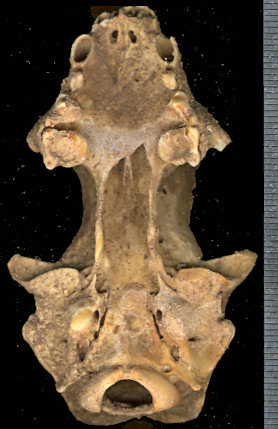 Ventral view of skull of Mephitis mephitis