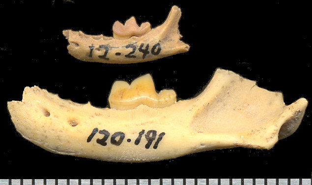 Lateral views of the Mustela erminea specimen compared to that of Mustela frenata