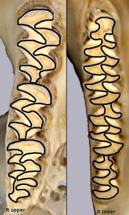 Microtus dentition with enamel, dentine, and cement demarcated