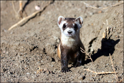 NPS picture of Mustela nigripes