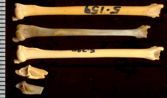 Molossid humeri; proximal radio-ulna