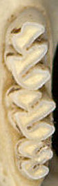 Upper toothrow of Neotoma (anterior to top)