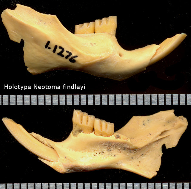 Holotype of Neotoma findleyi