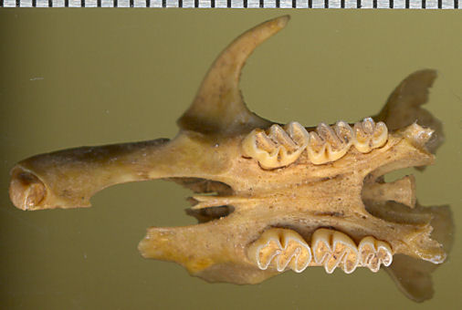 Fossil Neotoma floridana specimen showing the forked anterior palatine spine.