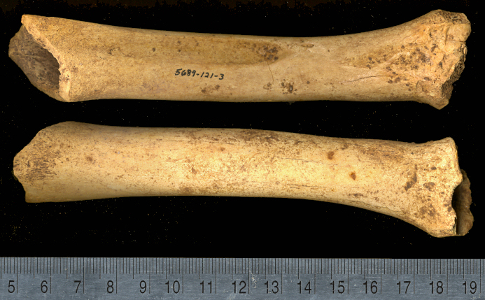 Left radius of Oreamnos harringtoni from U-Bar Cave