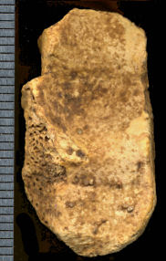 Proximal end of Oreamno harringtoni radius