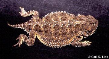 Mountain Short-horned Lizard, Phrynosoma hernandesi. Photograph by Carl S. Lieb
