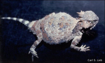 Round-tailed Horned Lizard, Phrynosoma modestum. Photograph by Carl S. Lieb.