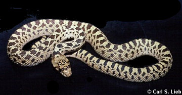 Pituophis catenifer, photo by Carls S. Lieb