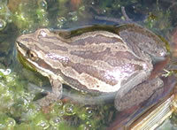 USGS photo of Pseudacris triseriata