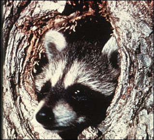 National Park Service photograph of a Raccoon