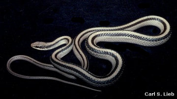 Salvadora grahamiae, photo by Carls S. Lieb