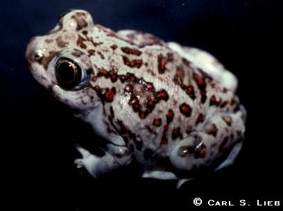 Plains Spadefoot, Spea bombifrons. Carl S. Lieb photograph.