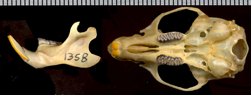 Dentary and ventral view of skull of Sigmodon hispidus