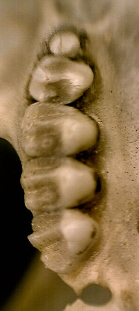 Upper right cheekteeth of Xerospermophilus spilosoma