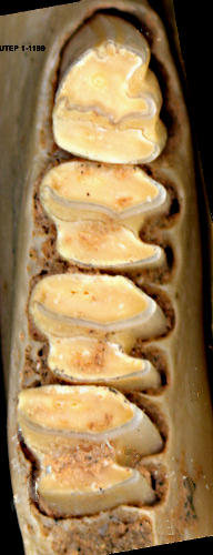 Lower p3 - m2 of Sylvilagus