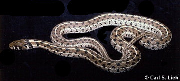 Thamnophis marcianus, photo by Carls S. Lieb