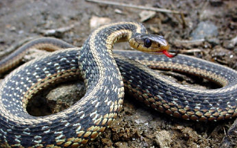 Thamnophis sirtalis, photo by Carls S. Lieb