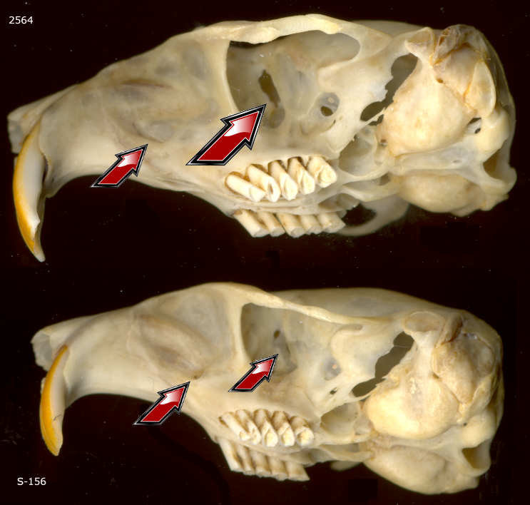 Home & Living Home Décor Taxidermy & Curiosities Pocket Gopher Skull