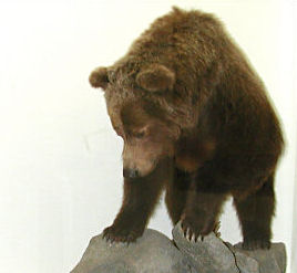 Museum display of two species of Ursus