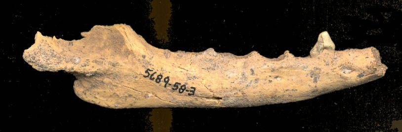 Right dentary of fossil Gray Fox (Urocyon cinereoargenteus)