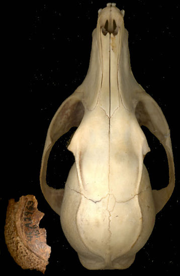 Urocyon