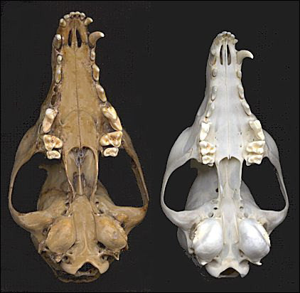 Fossil skull of Vulpes velox compared to modern skull of Vulpes macrotis